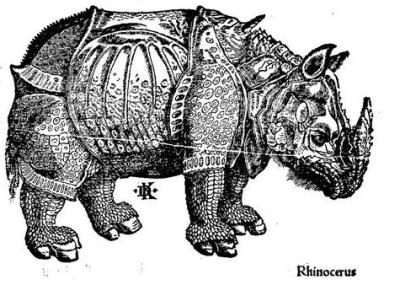 rhinocerus